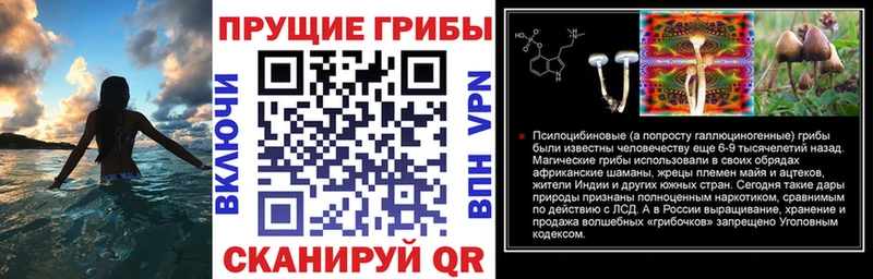 Галлюциногенные грибы Psilocybine cubensis  продажа наркотиков  маркетплейс как зайти  Каргополь 